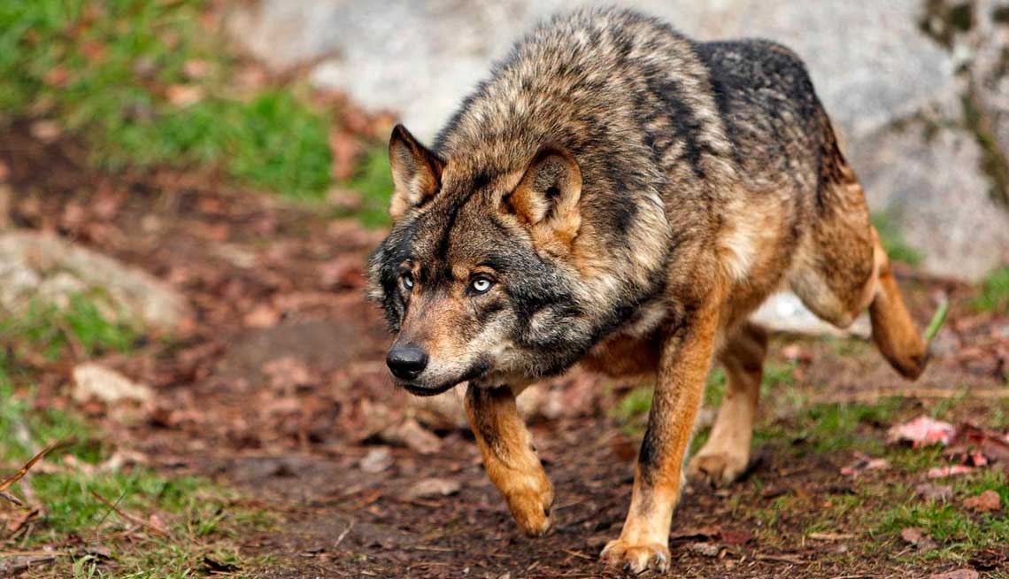 El TSJ suspende la caza del lobo ibérico al norte del río Duero